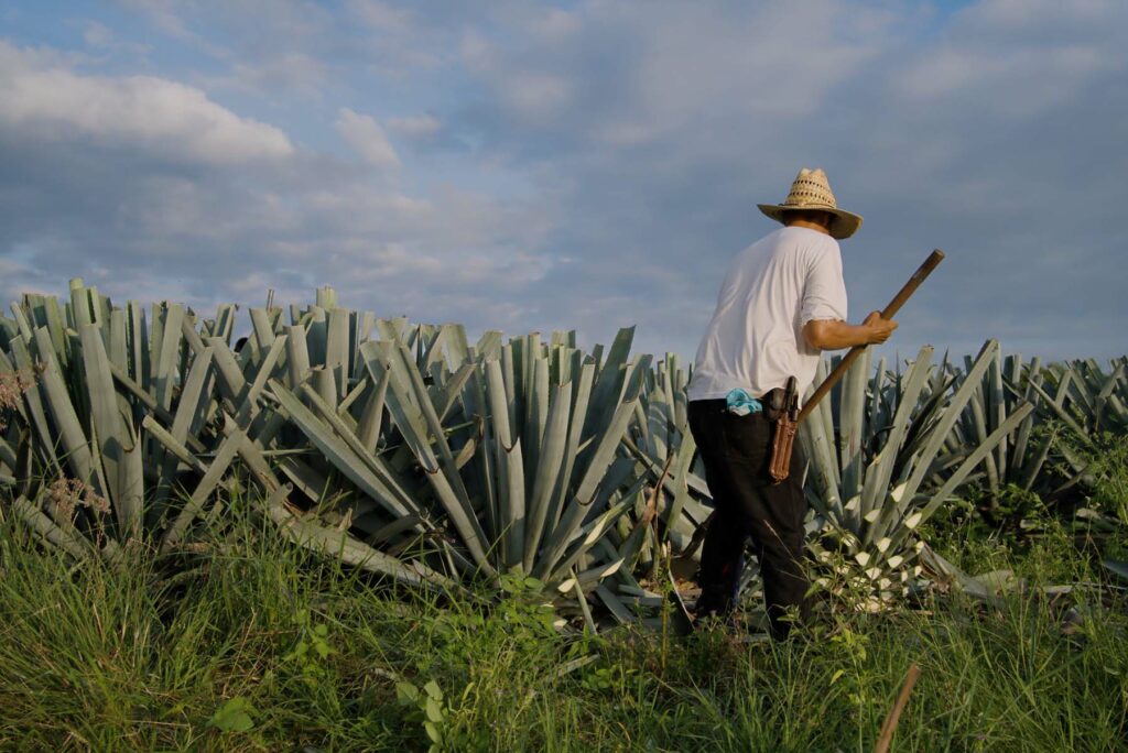 Mezcal Mexique