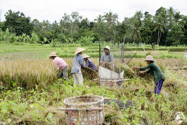 rizieres-ubud